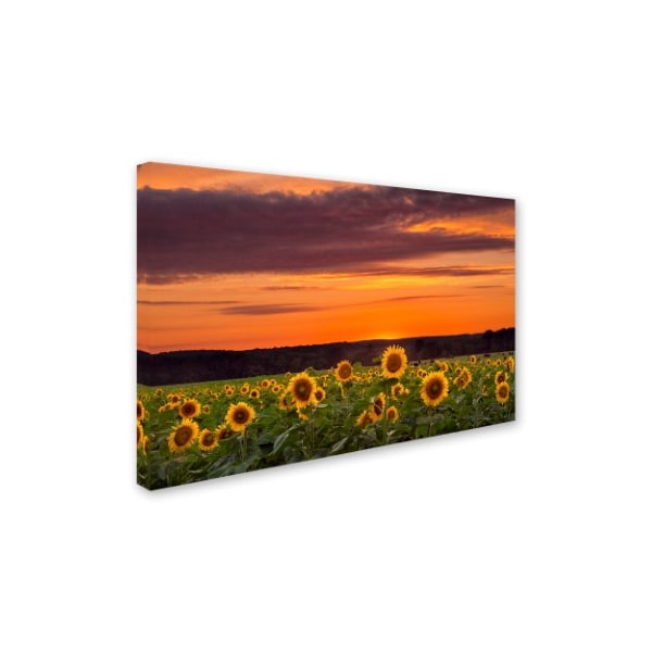 Michael Blanchette Photography 'Sunflower Sunset' Canvas Art,12x19